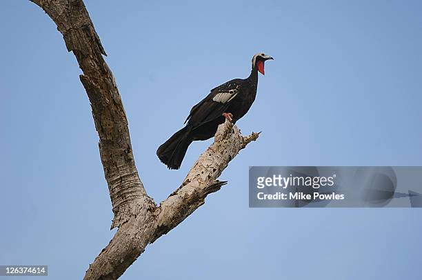 black-fronted piping-guan (aburria jacutinga) in tree, pantanal, brazil - black fronted piping guan stock pictures, royalty-free photos & images