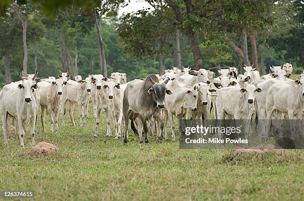 zebu (bos primigenius indicus) herd, pantanal, brazil - bos taurus primigenius stock pictures, royalty-free photos & images
