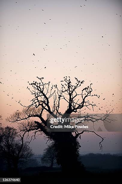 rooks (corvus frugilegus) circling over britain's largest rookery, norfolk, uk - rook - fotografias e filmes do acervo