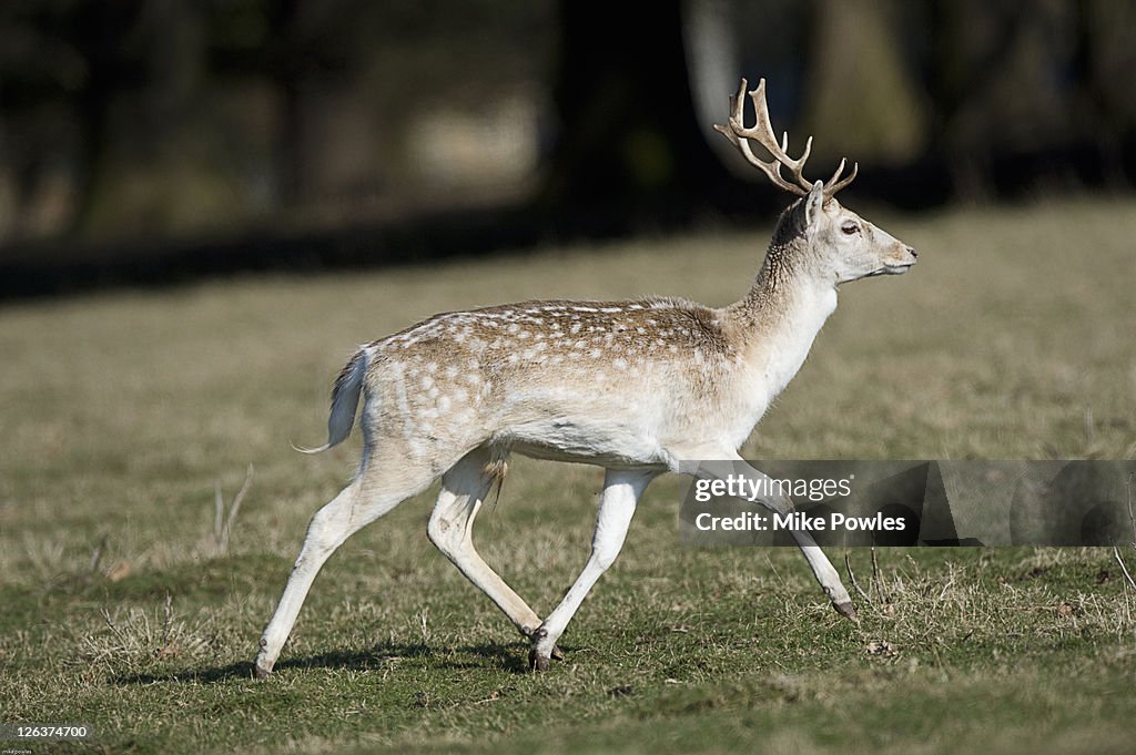 Fallow deer (Dama dama) stag running in field, UK