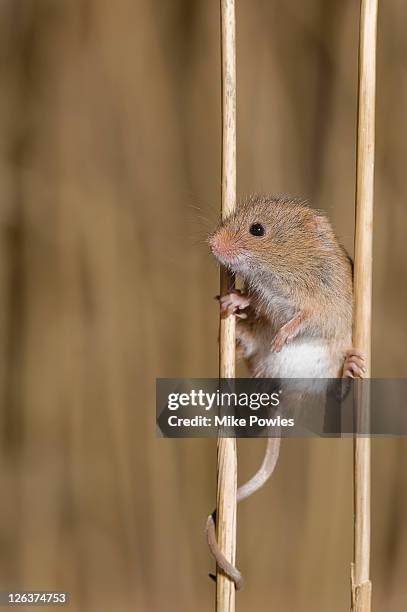 harvest mouse (micromys minutus) climbing on grassheads, norfolk, uk - field mouse fotografías e imágenes de stock
