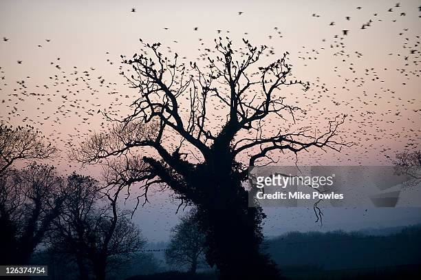 rooks (corvus frugilegus) circling over britain's largest rookery, norfolk, uk - bird's nest stock-fotos und bilder