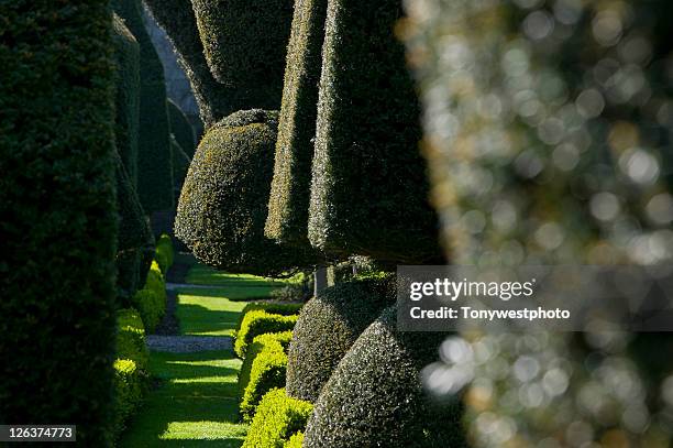 the topiary gardens of historic levens hall, milnthorpe, near kendal in cumbria - levens hall stock pictures, royalty-free photos & images