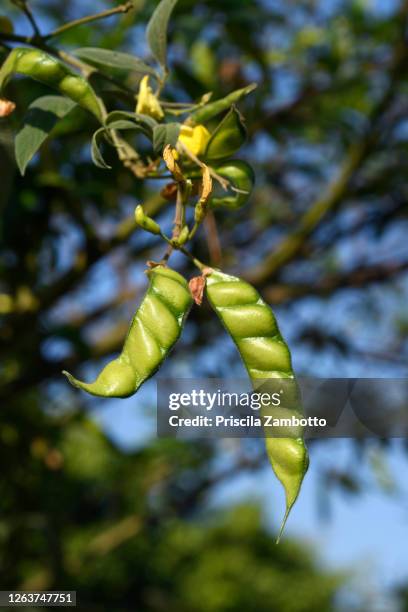 Guando Feijão Photos et images de collection - Getty Images