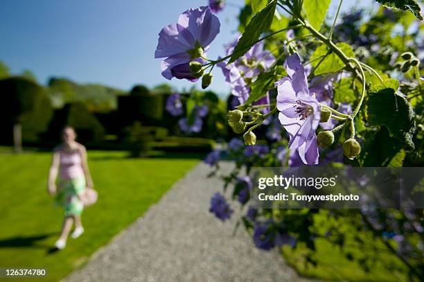 the topiary gardens of historic levens hall, milnthorpe, near kendal in cumbria - levens hall stock pictures, royalty-free photos & images