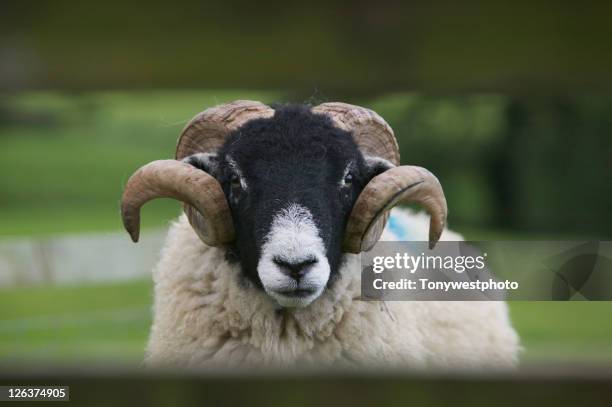 shot of ram's head taken through hole in fence. - ram stock pictures, royalty-free photos & images