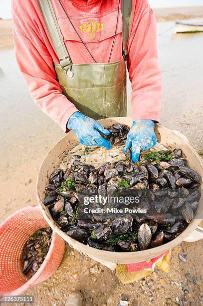 Mussell Rake Stiffkey Photos and Premium High Res Pictures - Getty Images