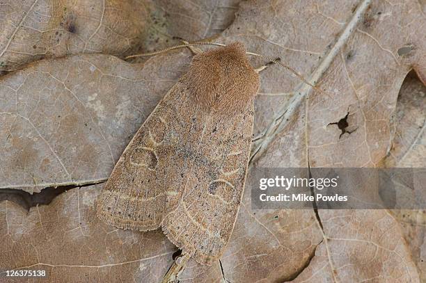 Norfolk Insects Camouflage Insects Photos and Premium High Res Pictures - Getty Images