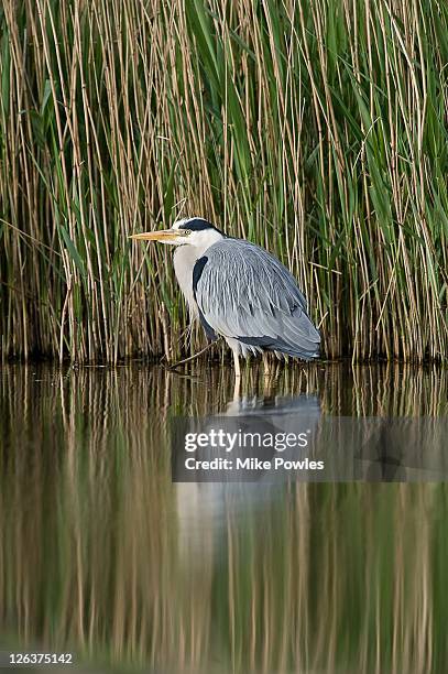 grey heron (ardea cinerea) waiting by water's edge, norfolk, uk - gray heron stock pictures, royalty-free photos & images