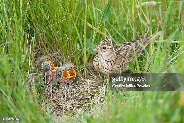 skylark (alauda arvensis) with begging chicks at nest, east anglia, uk (3 of 3) - alauda arvensis stock pictures, royalty-free photos & images