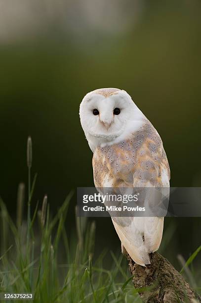 barn owl (tyto alba) perched on tree stump, uk - barn owl fotografías e imágenes de stock