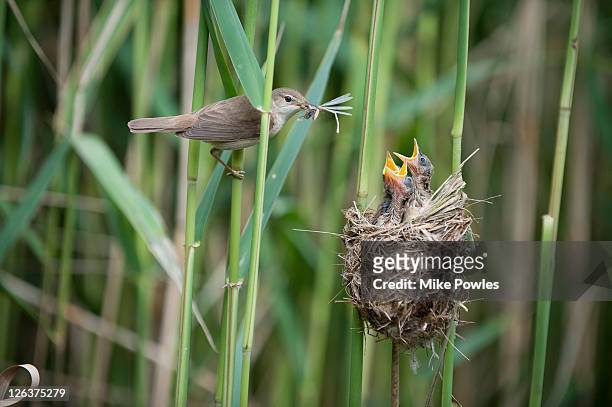 reed warbler (acrocephalus sp.) feeding chicks in nest, uk - fågelbo bildbanksfoton och bilder