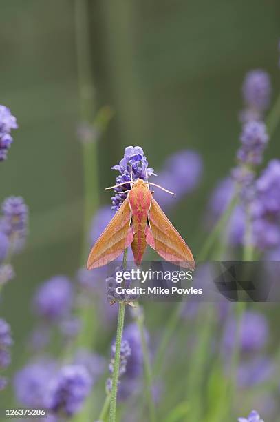 elephant hawk-moth (deilephila elpenor) on flowerhead, east anglia, uk - hawk moth stock pictures, royalty-free photos & images