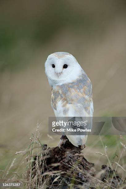 barn owl (tyto alba) perched on tree stump, uk - carnivorous stock pictures, royalty-free photos & images