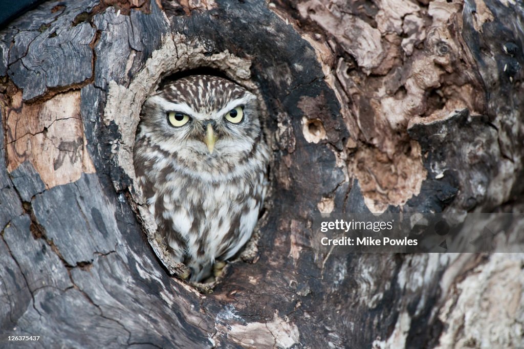 Little Owl (Athene noctua) in tree nest, England, UK