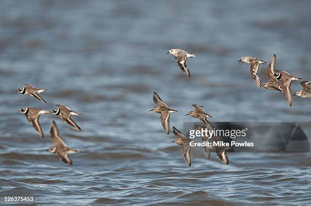 dunlin (calidris alpina), sanderlings (calidris alba) and ringed plovers (charadrius hiaticula) in flight over estuary, snettisham, norfolk, england, uk - sanderling stock-fotos und bilder