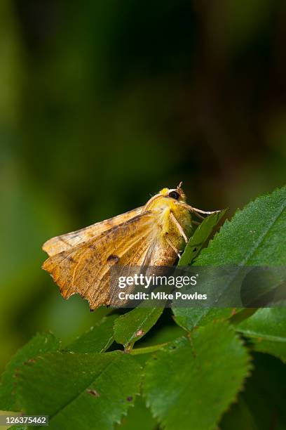 canary-shouldered thorn (ennomos alniaria) on leaf, norfolk, england, uk - moth - fotografias e filmes do acervo