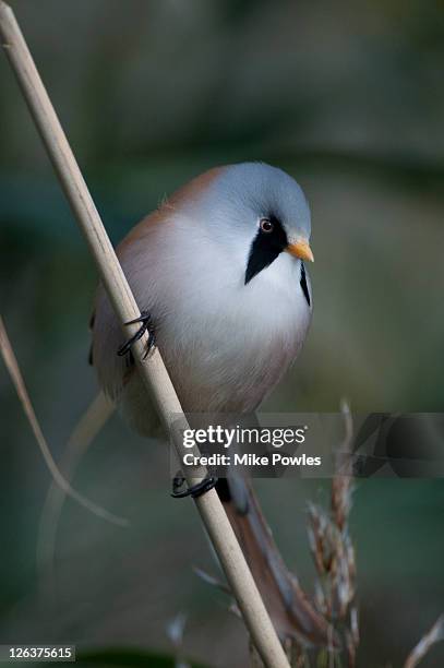 English Reedling 521 Bearded Reedling Stock Photos, High-Res Pictures, and Images ...