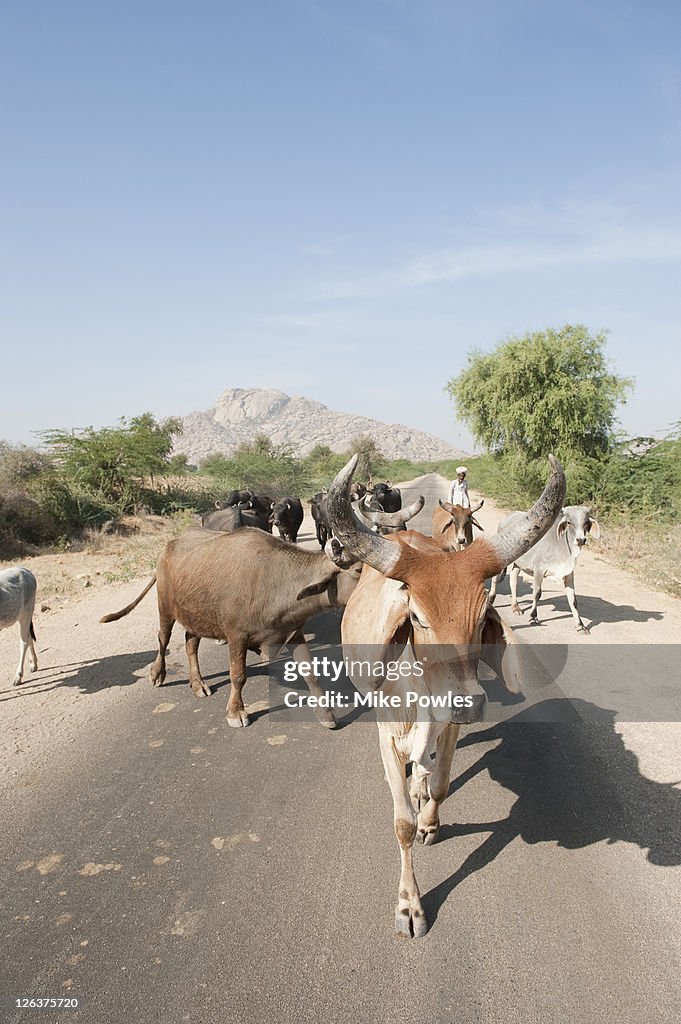 Cattle (Bos taurus) being herded along road, Thar Desert, Rajasthan, India