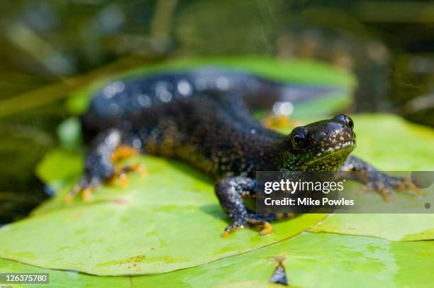 great crested newt (triturus cristatus), england, uk - newt stock pictures, royalty-free photos & images