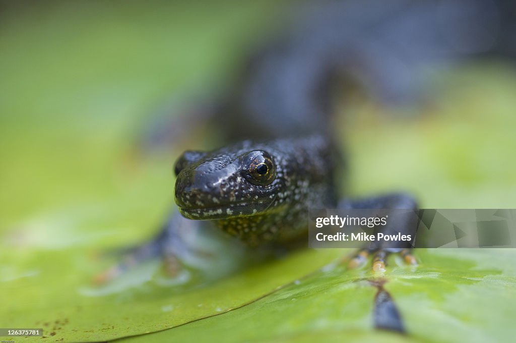 Great crested newt (triturus cristatus), England, UK