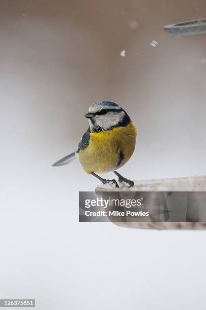 blue tit (cyanistes caeruleus) on bird table in snow, norfolk, uk - tits stock pictures, royalty-free photos & images