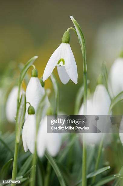 snowdrops (galanthus nivalis) in woodland, norfolk, england, uk - snowdrop - fotografias e filmes do acervo