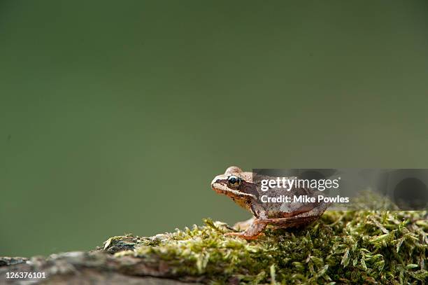 common frog (rana temporaria) on log, norfolk, england, uk - rana común fotografías e imágenes de stock