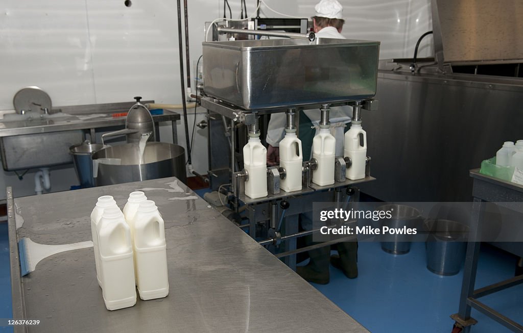 Goats milk production at Springstep farm, Maldon, Essex, United Kingdom