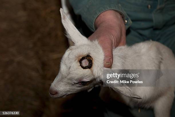de-horning of 3 day old goat kids in dutch barn, springstep, essex, uk - cabrito - fotografias e filmes do acervo