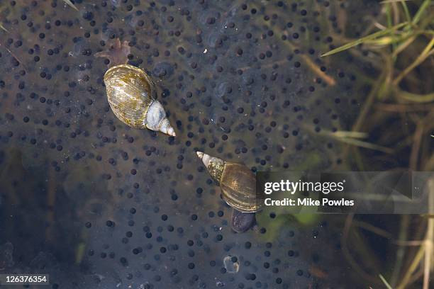 great pond snail (lymnaea stagnalis) feeding on frog spawn, norfolk, uk - カエルの卵 ストックフォトと画像