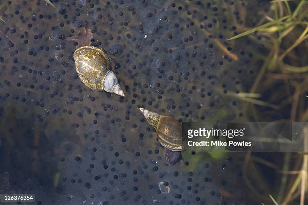 great pond snail (lymnaea stagnalis) feeding on frog spawn, norfolk, uk - pond snail stock pictures, royalty-free photos & images