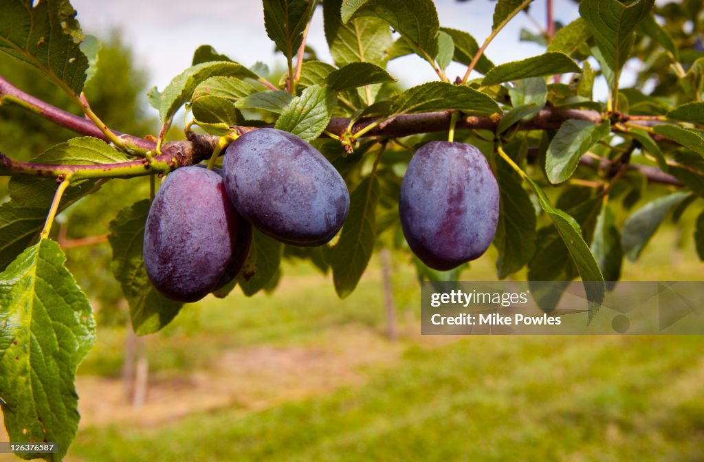 Damson plums (Shropshire prune)
