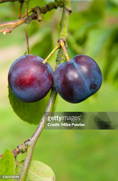 damson plums (shropshire prune) - damson stock-fotos und bilder