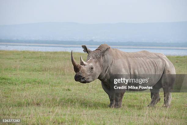 white rhino (ceratotherium simus) adult on grassland nakuru, kenya - white rhinoceros stock pictures, royalty-free photos & images