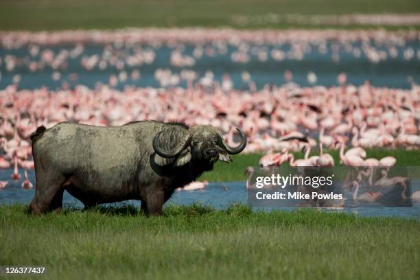 african buffalo (syncerus caffer) with greater flamingo (phoenicopterus ruber) in background,  nakuru, kenya, africa - african buffalo stock pictures, royalty-free photos & images