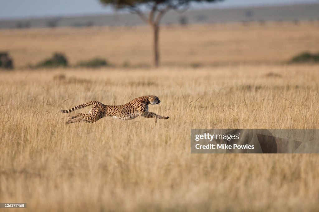 Cheetah (Acinonyx Jubatus) female at speed, Masai Mara, Kenya, Africa