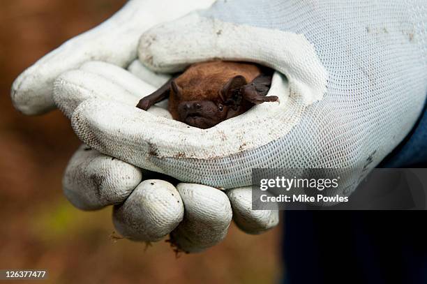 common noctule (nyctalus noctula)held by conservationist, close up, norfolk, uk - noctule bat stock pictures, royalty-free photos & images