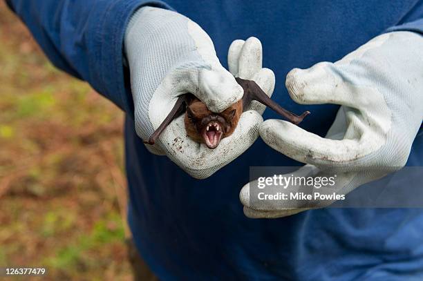 common noctule (nyctalus noctula) mouth open, held by conservationist, close up, norfolk, uk - noctule bat stock pictures, royalty-free photos & images