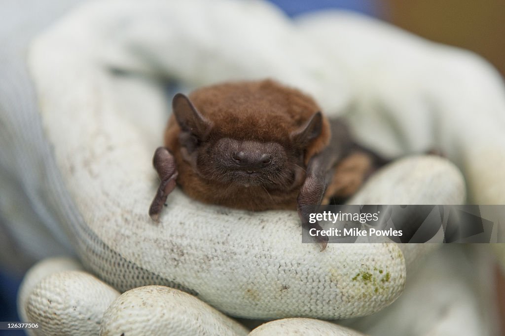 Common Noctule (Nyctalus noctula) held by conservationist, front view, Norfolk, UK