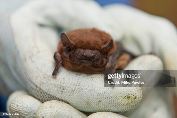 common noctule (nyctalus noctula) held by conservationist, front view, norfolk, uk - noctule bat stock pictures, royalty-free photos & images