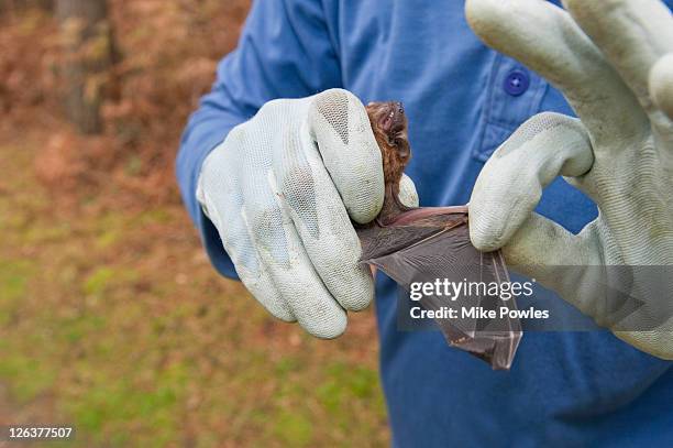 common noctule (nyctalus noctula) diagnostic wing, close up, norfolk, uk - noctule bat stock pictures, royalty-free photos & images