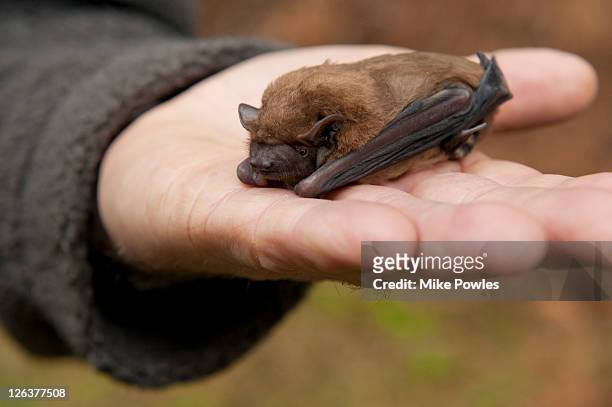 common noctule (nyctalus noctula) held in palm of hand, norfolk, uk - noctule bat stock pictures, royalty-free photos & images