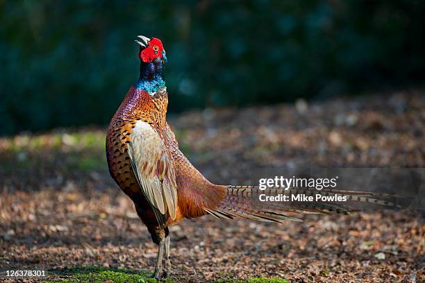pheasant phasianus colchicus, male, calling, norfolk uk - pheasant stock pictures, royalty-free photos & images