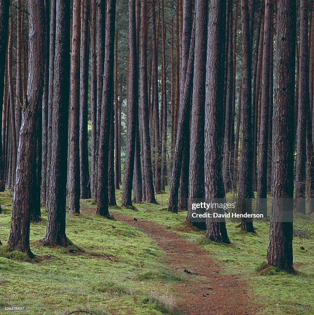 Footpath through woodland