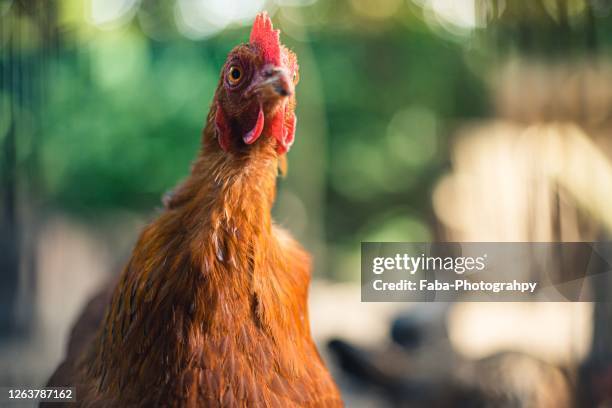 free range chicken - landwirtschaft deutschland stock-fotos und bilder