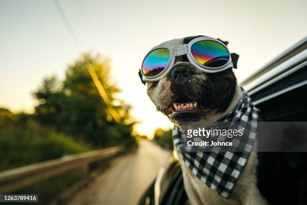 französische bulldogge genießt die autofahrt - car speeding stock-fotos und bilder