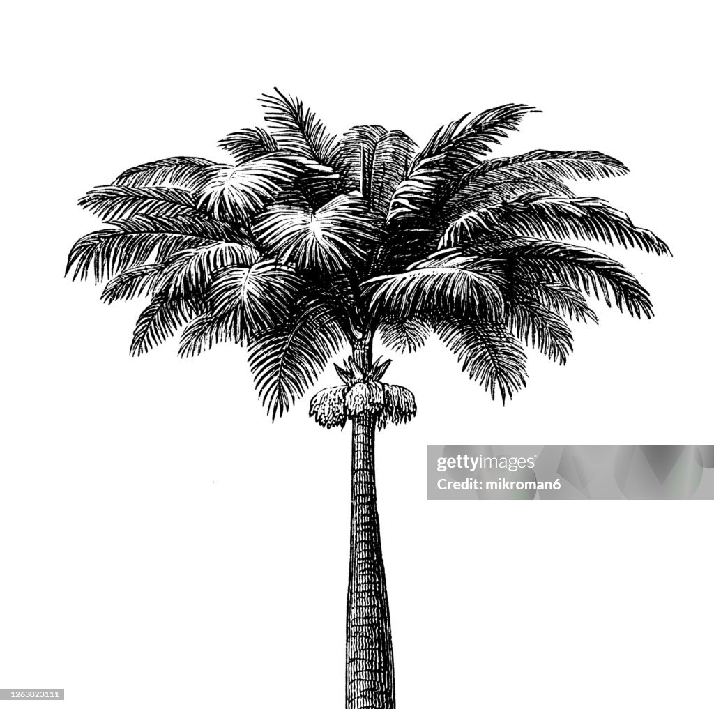 Old engraved illustration of Cuban royal palm, the Florida royal palm (Oreodoxa regia, Roystonea regia)