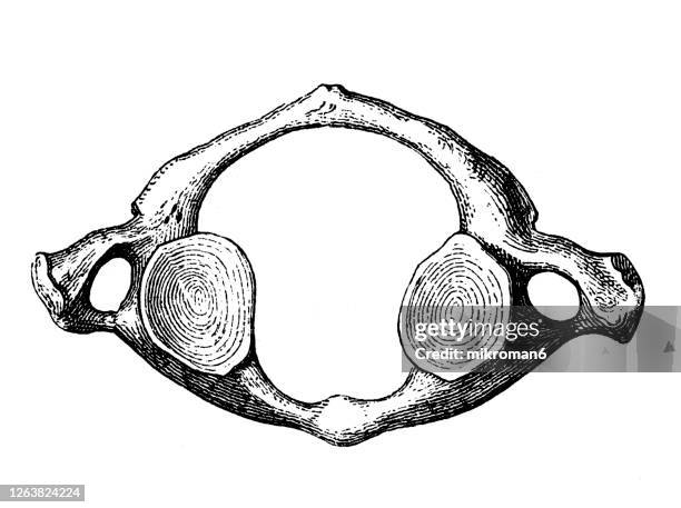 old engraved illustration of first cervical vertebra from above, the human skeleton - cervix fotografías e imágenes de stock