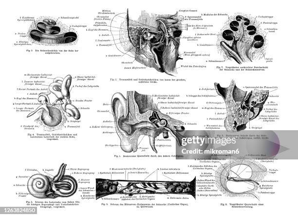 Human Ear Patterns Human Ear Diagram Photos and Premium High Res Pictures - Getty Images